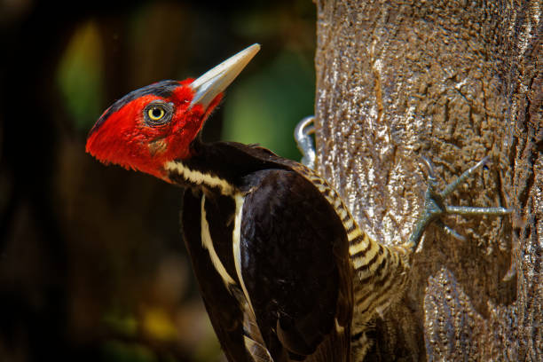 Ivory-Billed Woodpecker: Is the Ghost Bird Still Out There?