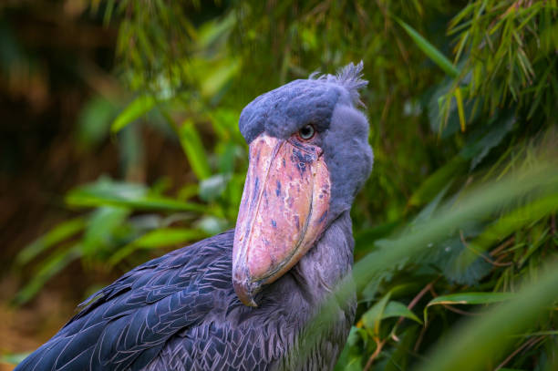 shoebill, Jurassic like