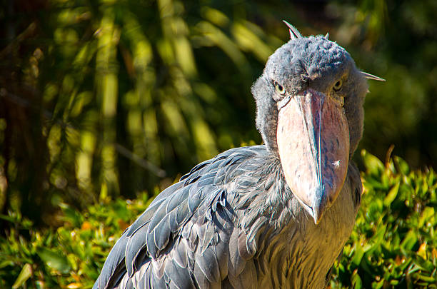 You’ve Never Seen a Bird Like This: The Shoebill Stork’s Jurassic Vibe Explained