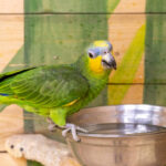 Guide to Highly Intelligent Pet Birds Train