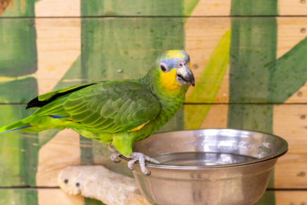 The Ultimate Guide to Highly Intelligent Pet Birds You Can Train Guide to Highly Intelligent Pet Birds Train