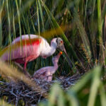 Most Beautiful Exotic Birds