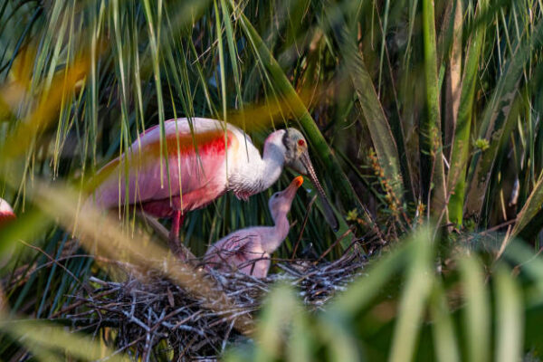 The Guide to the Most Beautiful Exotic Birds Most Beautiful Exotic Birds
